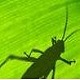 grasshopper for rhino5v0.9.76.1ٷʽ